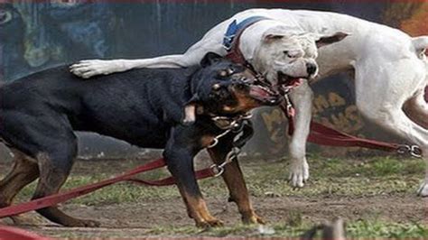 Dog fighting videos - Is a rottweiler better than a pitbull! Calling all dog enthusiasts and curious minds! It's time for the ultimate Rottweiler vs pitbull terrier dog showdown! ...